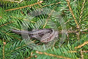 Lizard on spruce branches