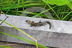 Lizard square log wood green