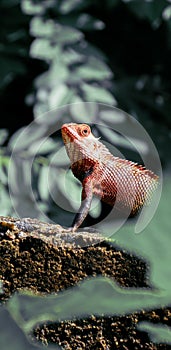 Lizard in sri lanla