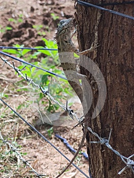 Lizard in Sri lnanka, Lizard climbed tree