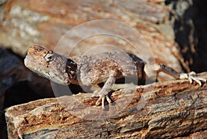 Mimetic lizard at Petrified Forest, Khorixas, Namibia