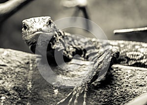 A Lizard Standing Still and Posing in a Rainforest. Black and White Photography
