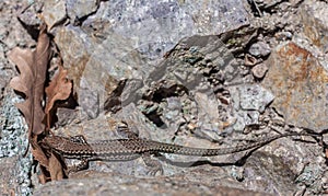 Lizard staying on a rock