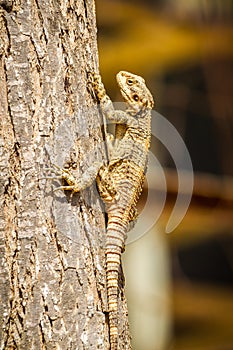 Lizard - Stellagama stellio, fauna of Israel