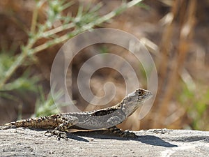 Lizard stellagama stellio
