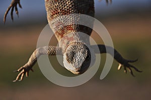 Lizard in the steppe