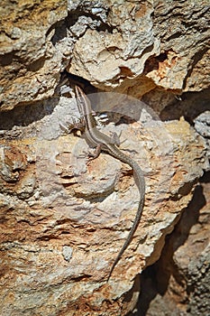 Lizard on Stone