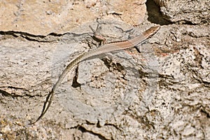 Lizard on Stone