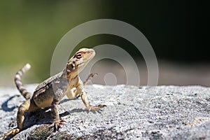 Lizard on stone
