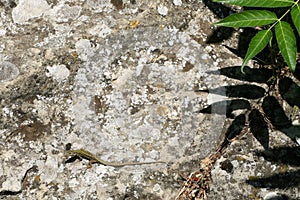 Lizard on the stone photo