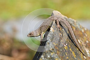 Lizard is on a stone and peeks