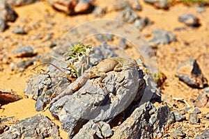 Lizard on the stone in Sahara desert
