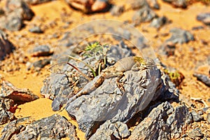 Lizard on the stone in Sahara desert, Merzouga, Morocco