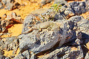 Lizard on the stone in Sahara desert, Merzouga, Morocco