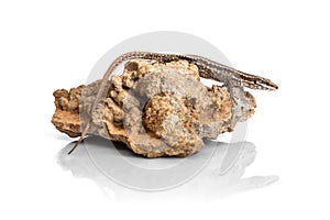 The lizard on the stone - side view isolated on white