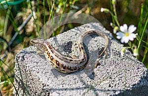 Lizard on a stone