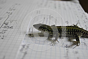 Lizard studyng thermodynamics