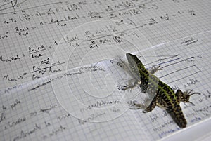 Lizard studyng thermodynamics