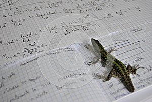 Lizard studyng thermodynamics photo