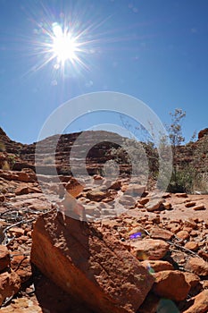 Lizard in the sun