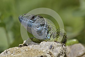 Lizard in the sun absorbs energy