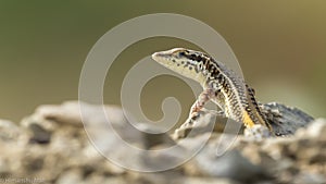 Lizard sun basking on rock