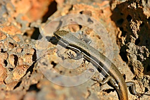 Lizard in the sun Closeup