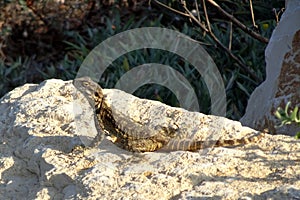 Lizard on the sun, Israel, Laudakia stellio