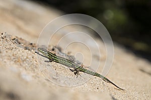 Lizard in the sun (Lucertola Ocellata) photo