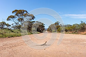 Lizard sunbathing in the middle of a gravel road, peninsula dragon Ctenophorus fionni standing in an unsealed road. Full body