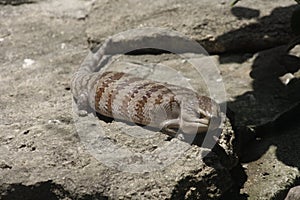 A lizard sunbathing on a rock