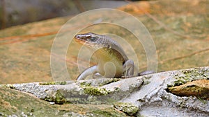 a lizard sunbathing on a rock