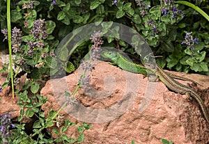 Lizard sunbathing in a rock garden