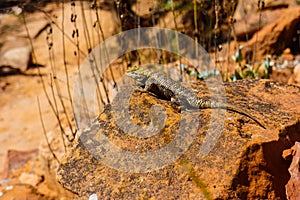 Lizard sunning on rock photo
