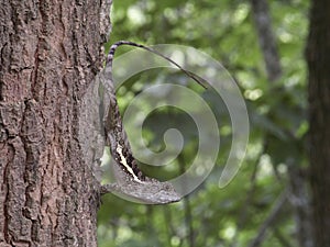 A lizard(Swinhoe's japalura)