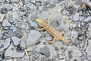 Lizard without tail