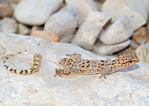 Lizard tail loss - Mediterranean Gecko