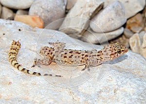 Lizard tail loss - Mediterranean Gecko