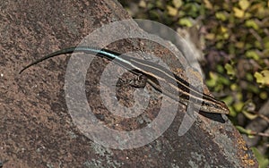 Lizard take sun, Africa