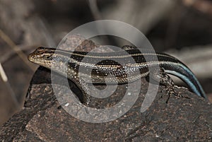 Lizard take sun, Africa