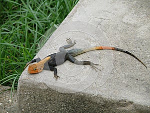 Lizard taking sun bath