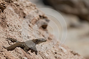 Lizard taking sunbath