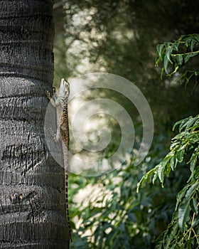Lizard taking sunshower