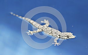 Mar Mediterráneo lagarto flotante en el agua piscina 