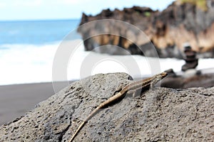 Lizard at Tenerife, Canary Islands photo