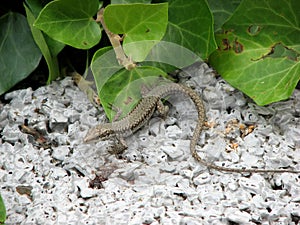 Lizard in the terarium