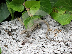 Lizard in the terarium photo