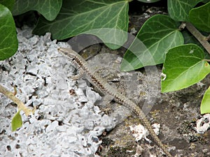 Lizard in the terarium 2