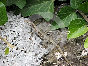 Lizard in the terarium 2 photo