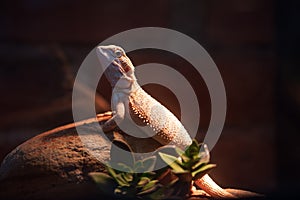 Lizard in a terrarium